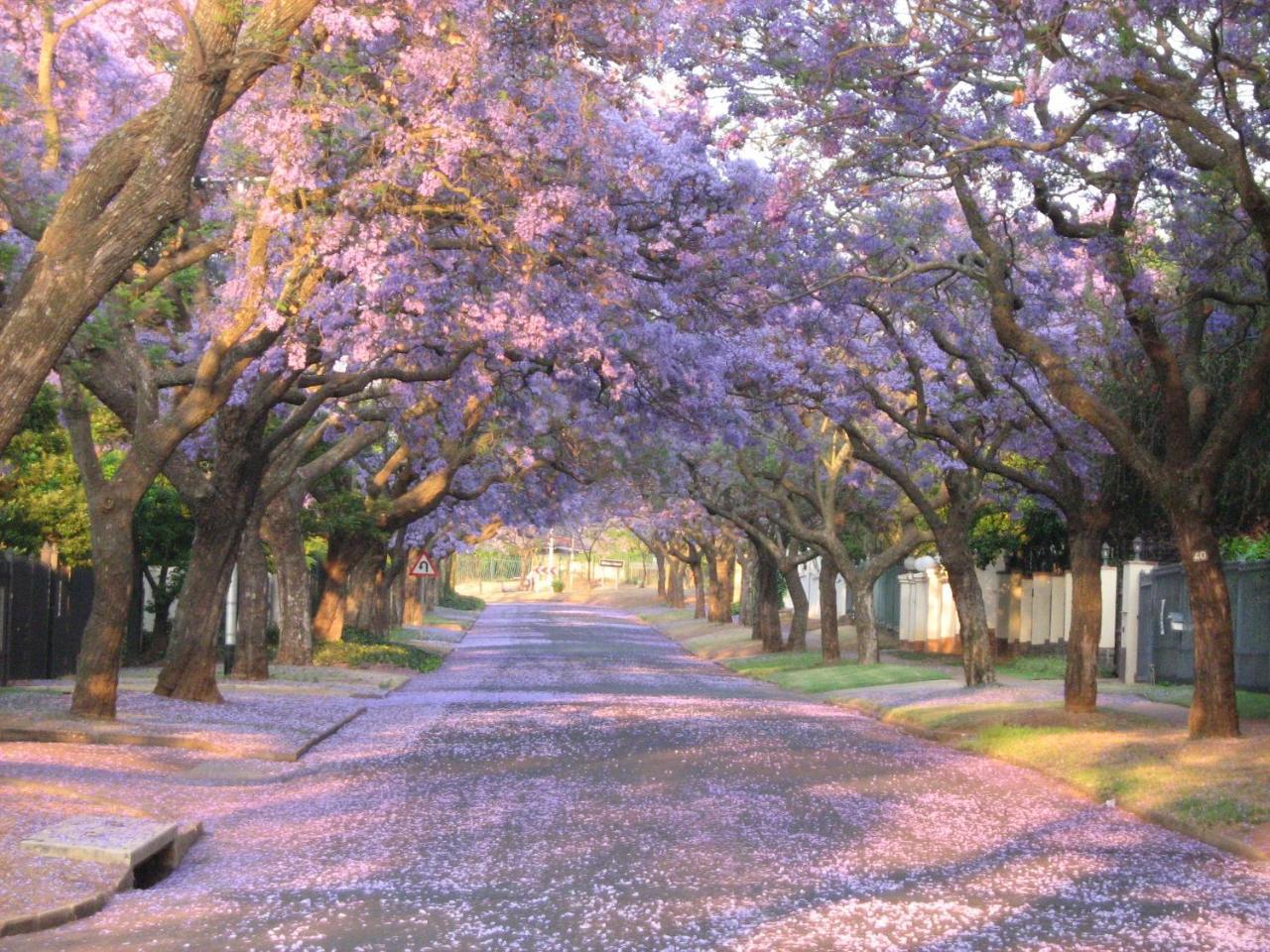3@Marion Guest House Pretoria-Noord Esterno foto